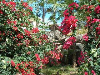 Bougainvillea